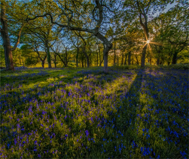Bluebells-at-Creech-E0-21x25 copy