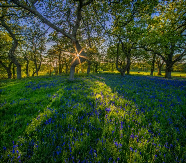 Bluebells-at-Dusk-E0-22x25 copy