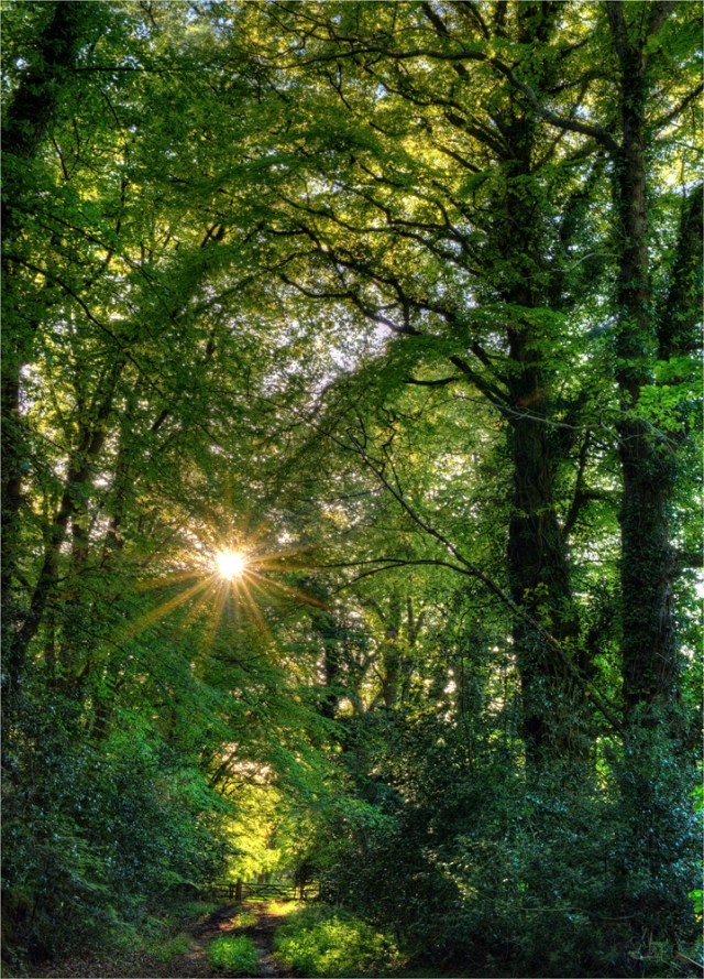 Creech-Forest-Sunburst-E0-18x25 copy