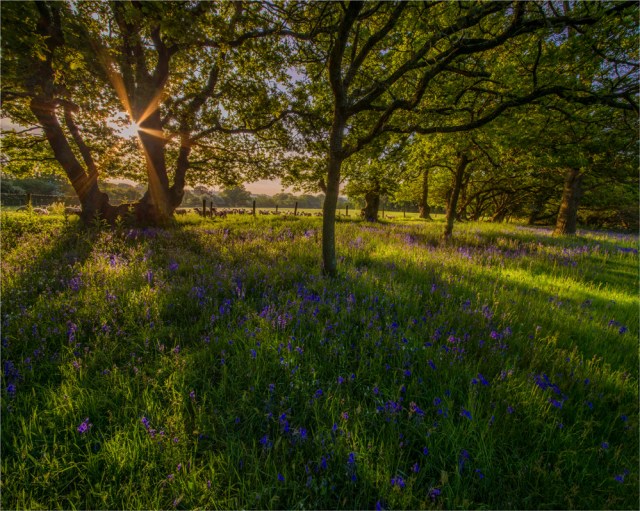 Early-light-Stokeford-E01002-20x25 copy