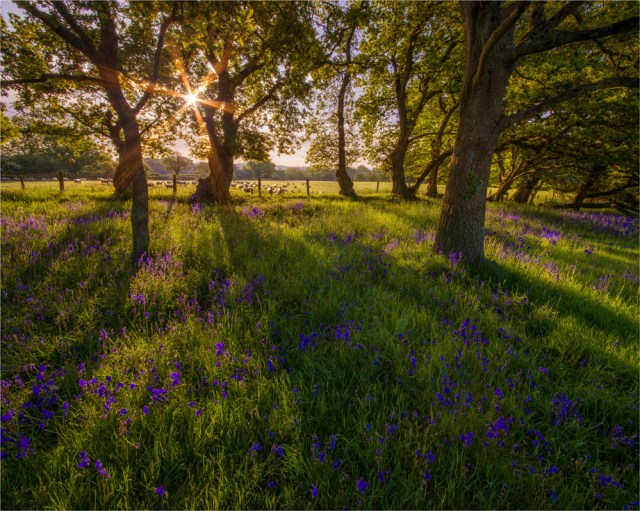 First-Light-Stokeford-E01003-20x25 copy