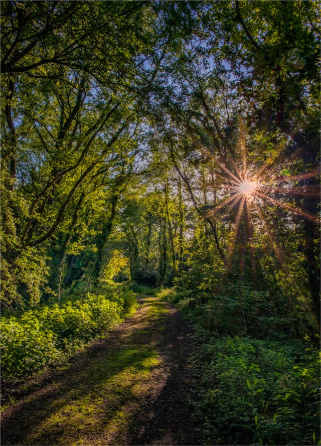 Frome-Meadows-Sunburst-E0-18x25 copy