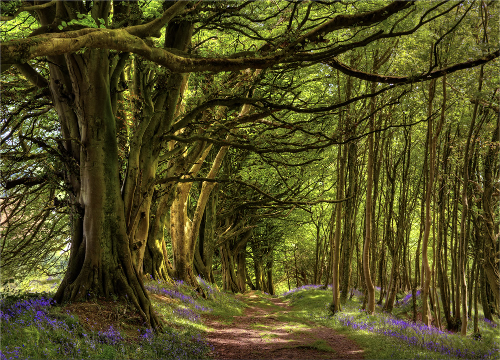 Lewesdon-Hill-E0-18x25