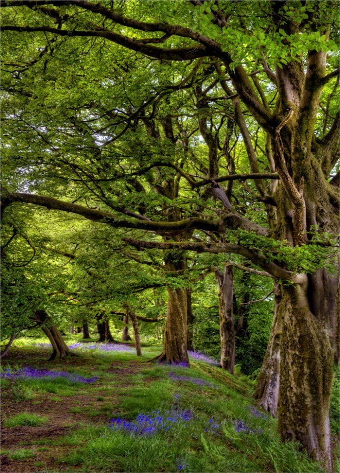 Lewesdon-Hill-Springtime-E0-18x25