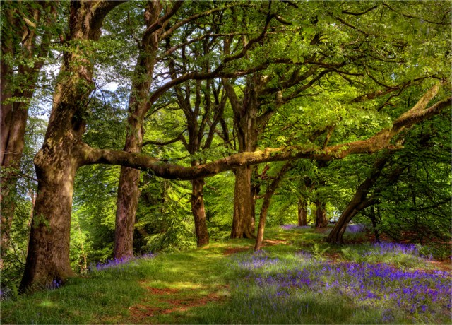 Lewesdon-Spring-E0-18x25