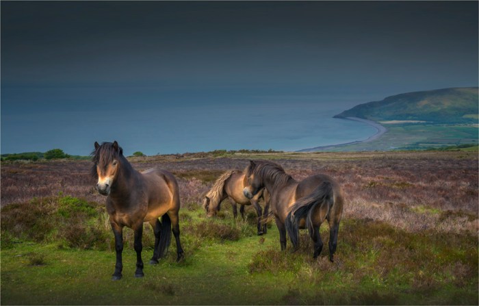 Exmoor-Ponies-E0-16x25
