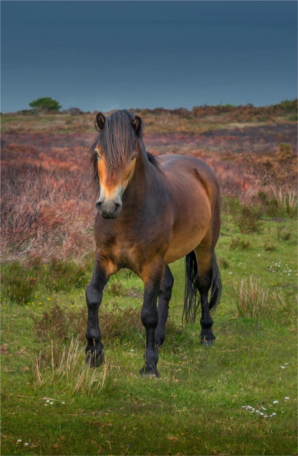 Exmoor-Pony-E01-17x26