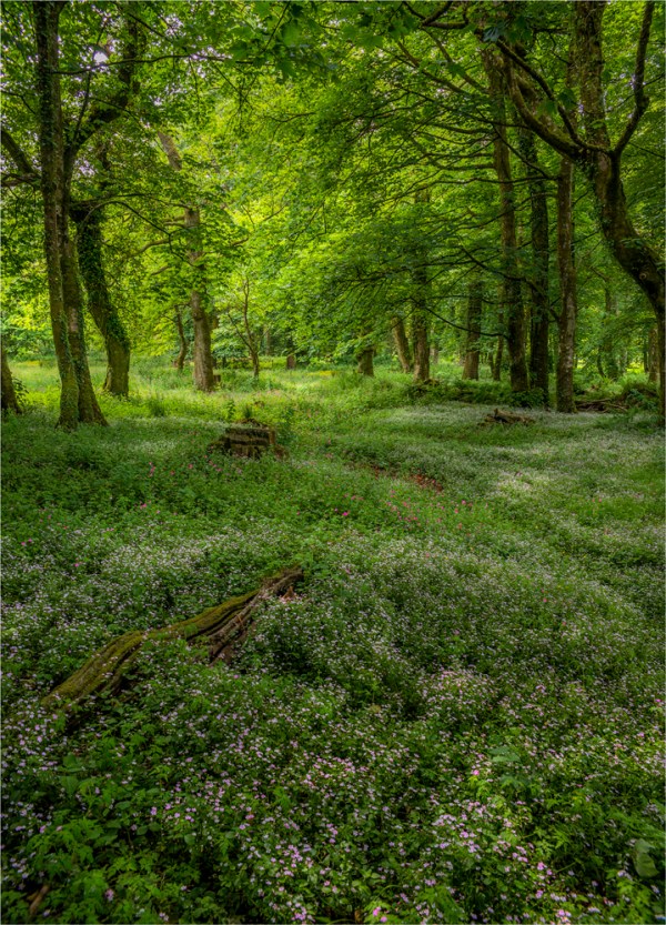 Spring-in-Woodlands-E0-18x25