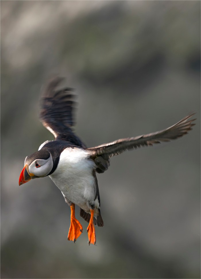 Atlantic-Puffin-SHET004-18x25