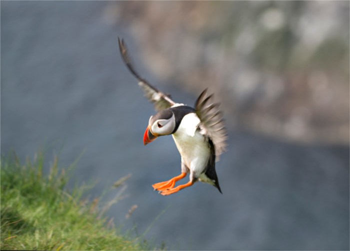 Atlantic-Puffin-SHET005-18x25