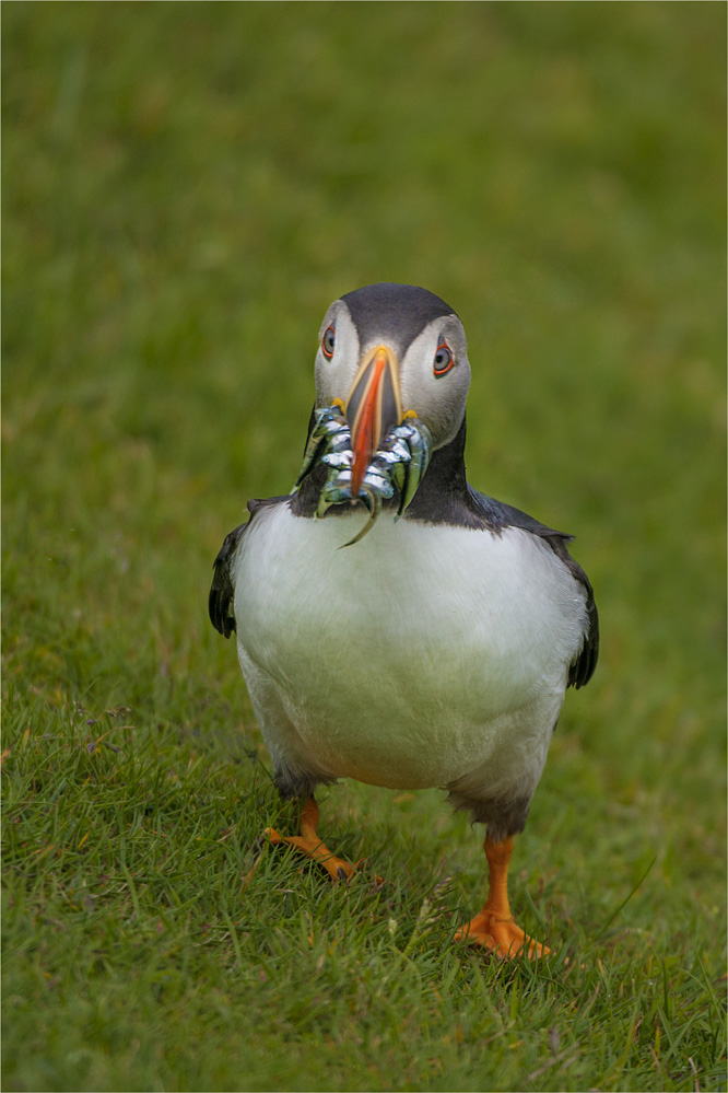 Catch-of-the-Day-SHET002-16x24