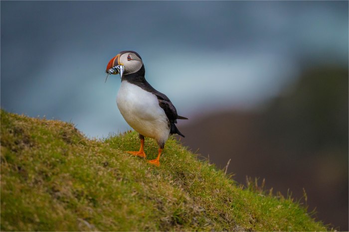 Fresh-Catch-SHET001-16x24