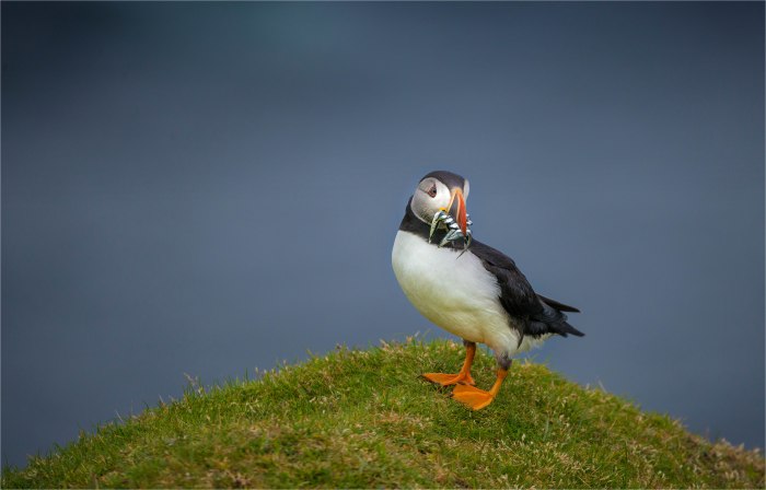 Fresh-Catch-SHET006-16x25