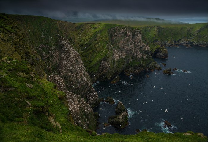 Gannet-Colony-Hermaness-SHET091-17x25