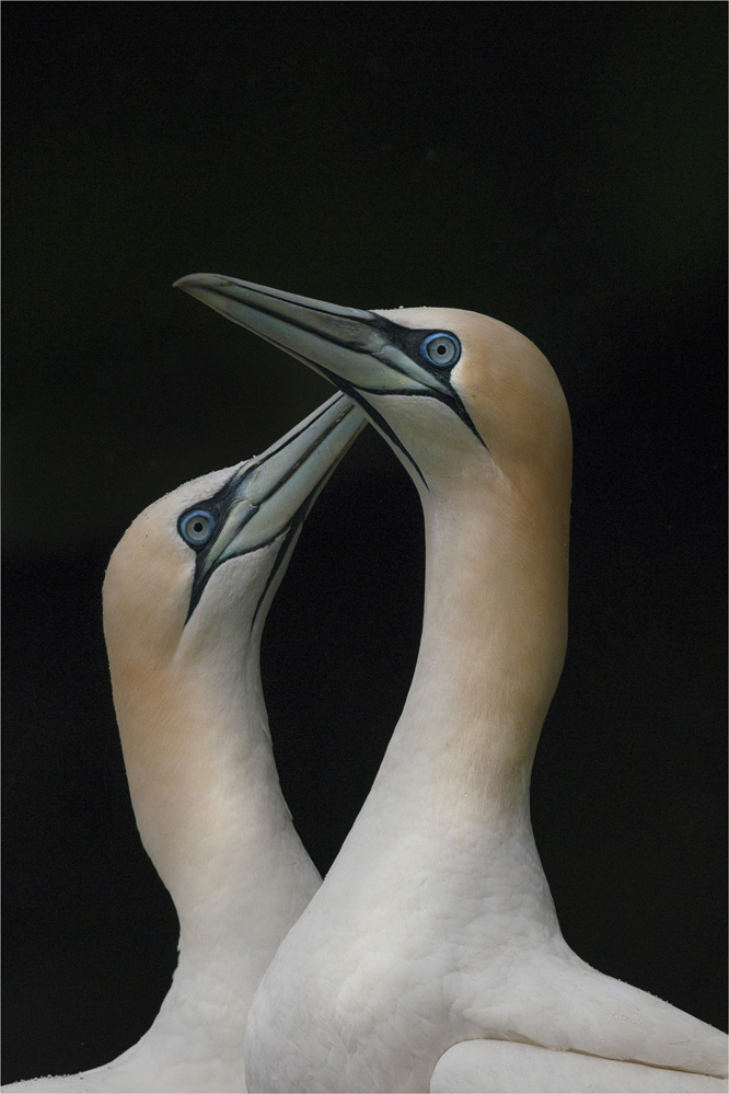 Gannets-SHET008-16x24