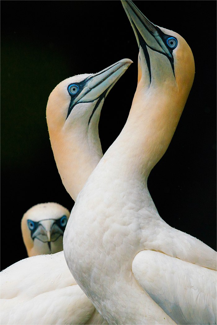 Gannets-SHET052-16x24