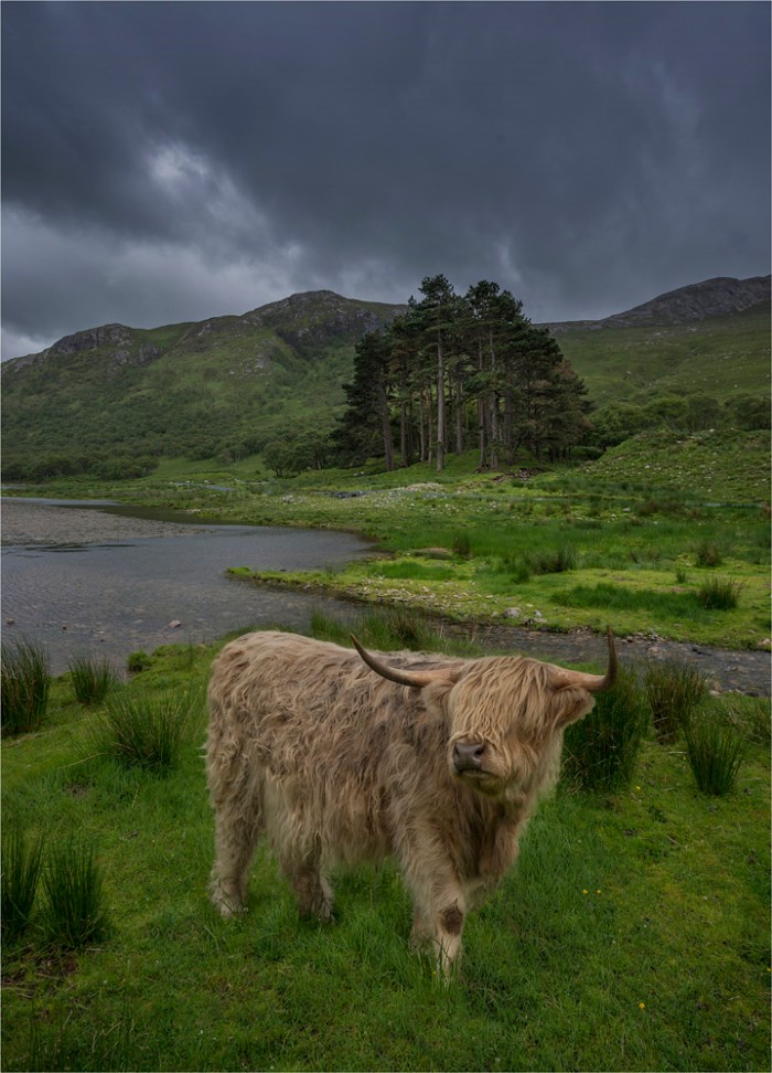 Hairy-Highlander-SCT0439-18x25