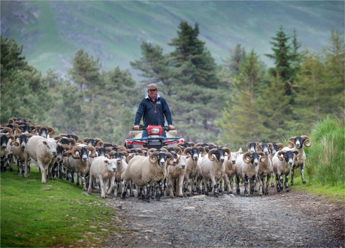 Herding-Rams-Loch-Ba-SCT0440-18x25