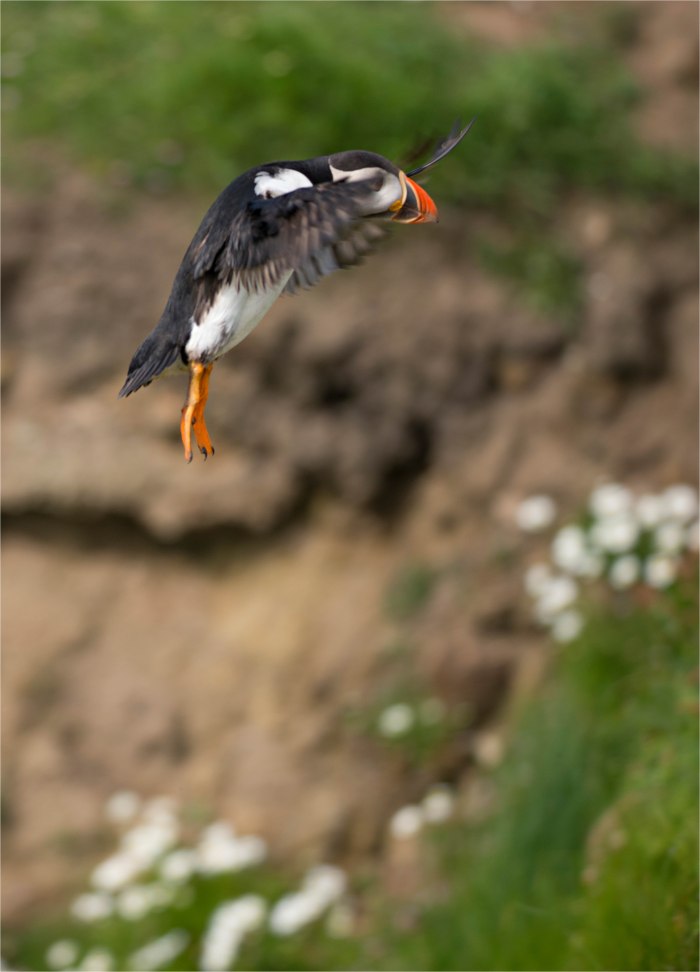 Puffin-Landing-SHET012-18x25