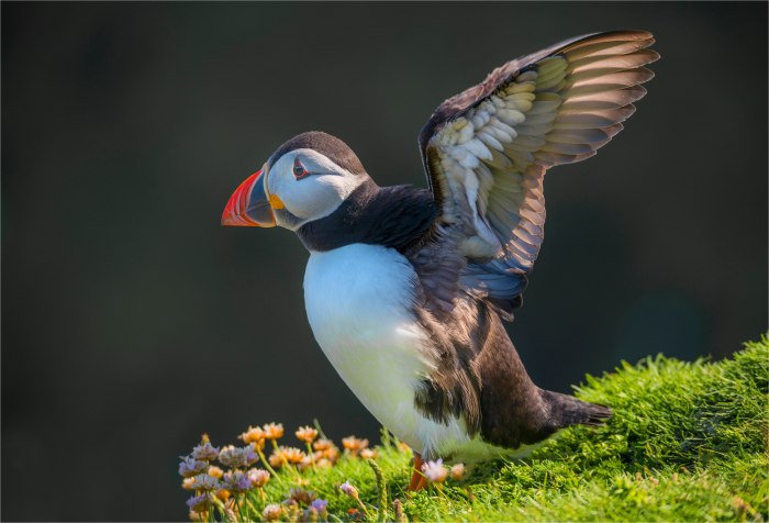 Puffin-SHET013-17x25