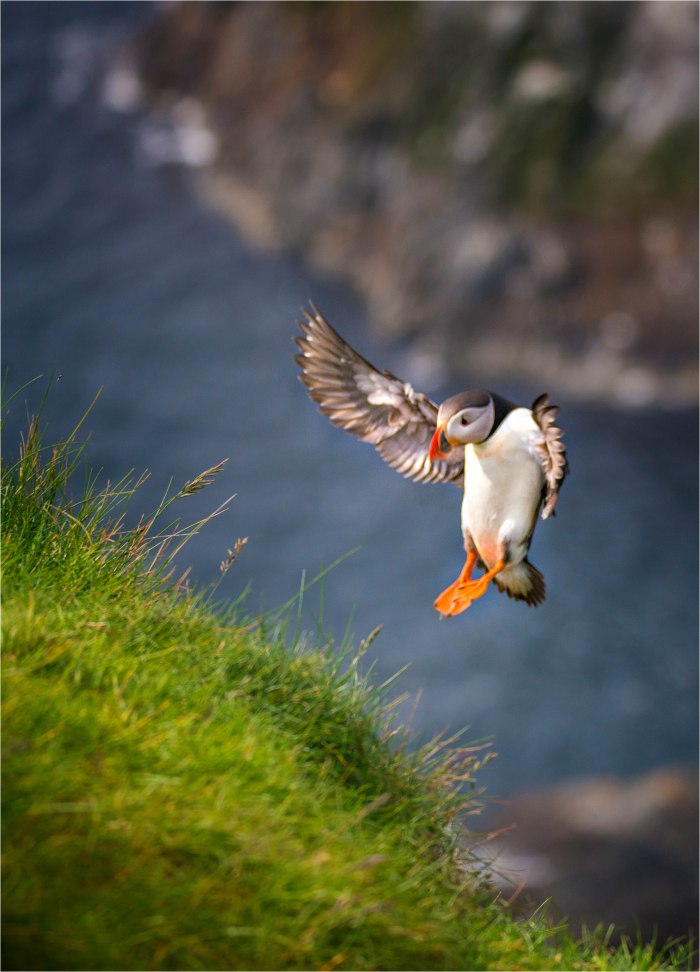 Puffin-SHET014-18x25