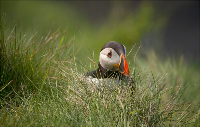 Puffin-SHET015-16x25