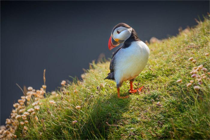 Puffin-SHET048-16x24