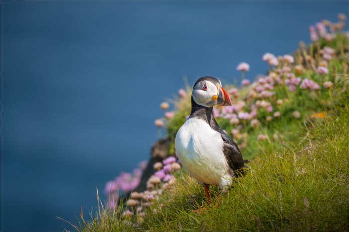 Puffin-SHET063-16x24