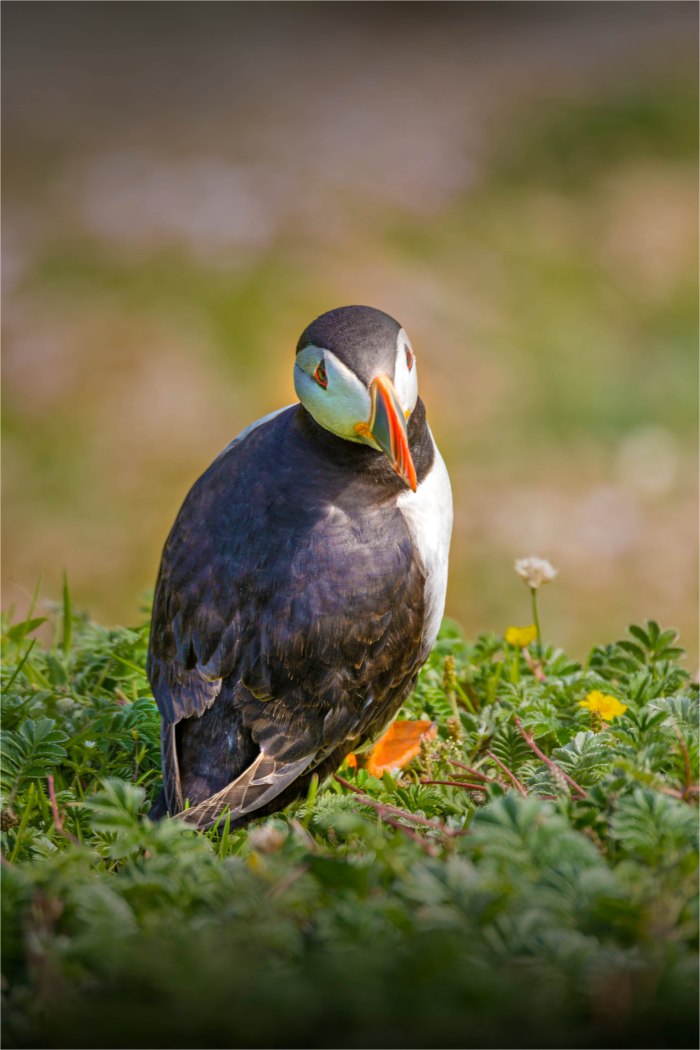 Puffin-SHET066-16x24