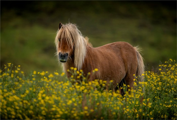 Shetland-Pony-SHET019-17x25
