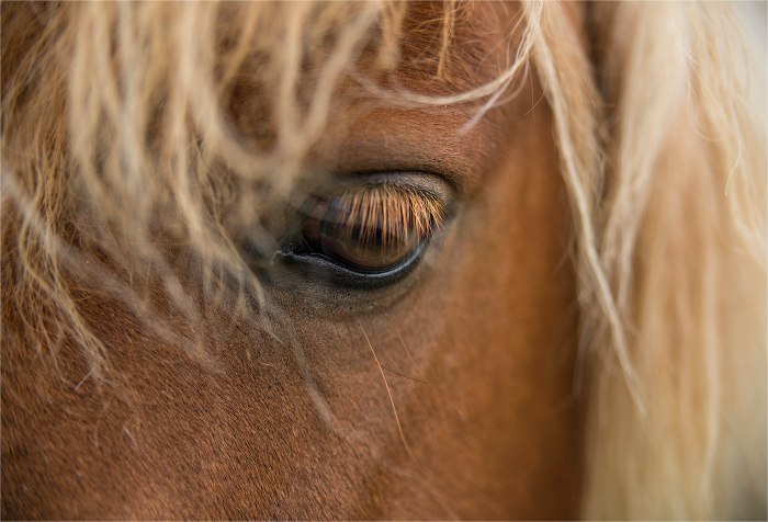 Shetland-Pony-SHET051-17x25