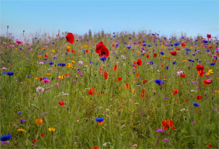 Summer-Wild-Flowers-SCT0469-17x25