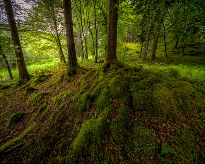 Woodlands-Loch-Awe-SCT0480-20x25