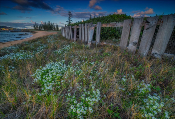 Alysium-Blooms-Cemetery-Bay-NI0497-17x25 copy