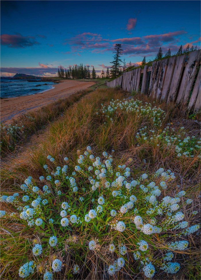 Alysium-Blooms-Cemetery-Bay-NI0498-18x25 copy