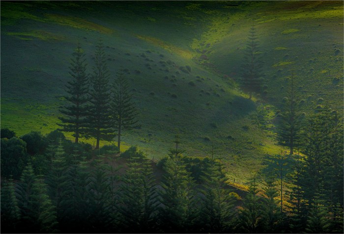 Light-on-Pines-NI0497-17x25 copy