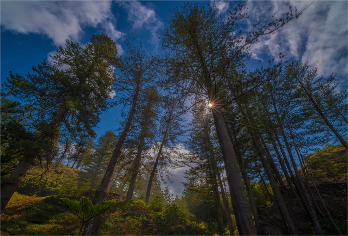 Norfolk-Pines-Sunstar-NI0486-17x25 copy