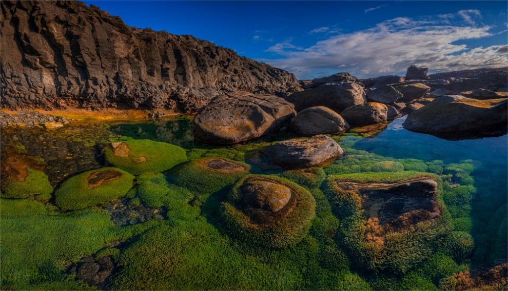 Seaweed-Gardens-Duncombe-Bay-NI0490-23x40 copy