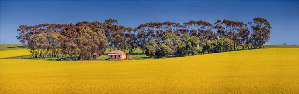 Canola-Clare-Valley-SA-FR014-18x57