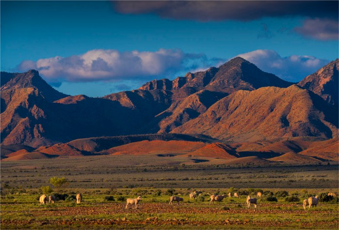 Grazing-Sheep-Parachilna-SA-FR002-17x25