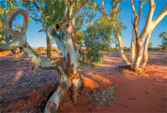 River-Red-Gums-Nilpena-SA-FR004-17x25