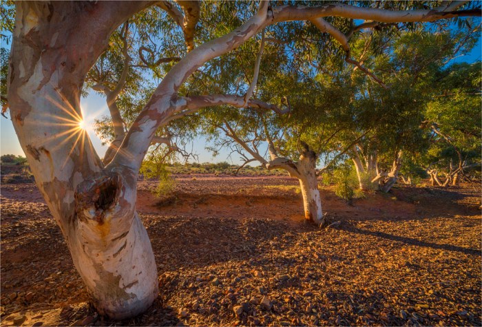 River-Red-Gums-Nilpena-SA-FR005-17x25