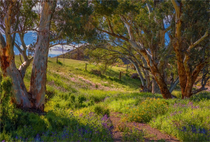 Wildflowers-Angorichina-SA-FR032-17x25