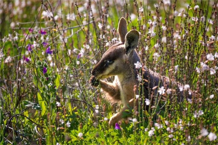 Yellowfoot-Wallaby-SA-FR038-16x24