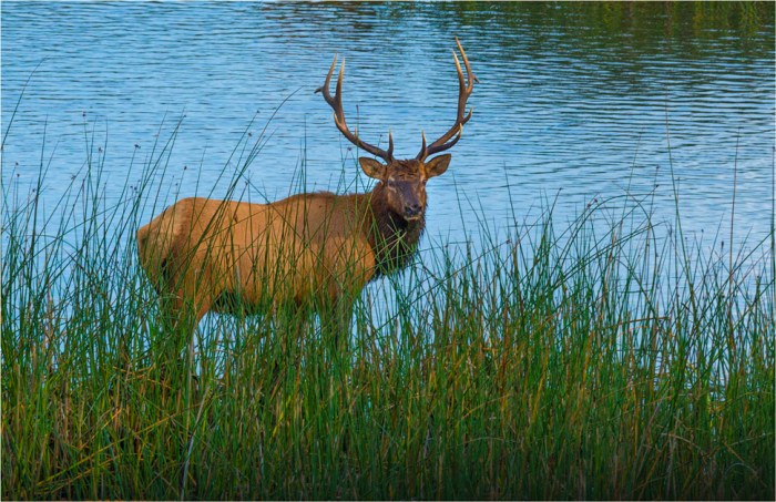 Elk-Smith-River-2015-09-US-ORE004-11x17