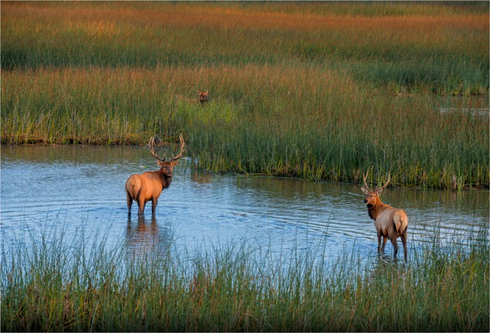 Elk-Smith-River-2015-09-US-ORE013-17x25