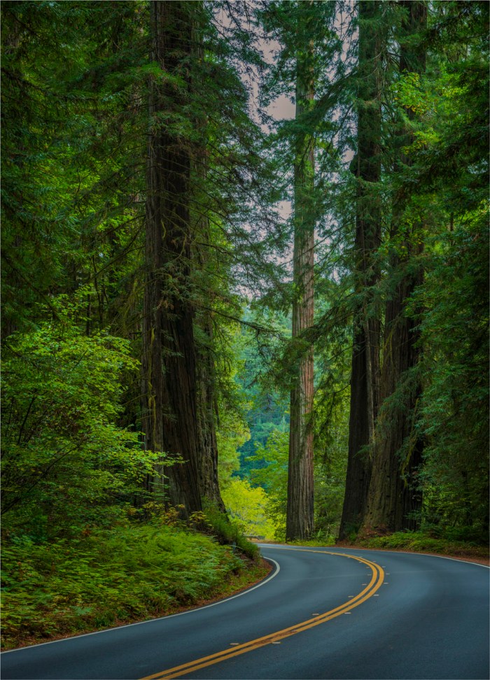 Humboldt-Redwoods-Reserve-2015-09-US-CAL006-18x25