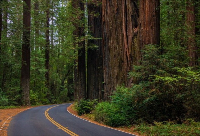 Humboldt-Redwoods-Reserve-2015-09-US-CAL022-17x25