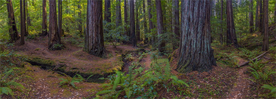 Montgomery-State-Reserve-2015-09-US-CAL086-18x50