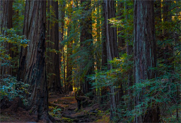 Montgomery-State-Reserve-2015-09-US-CAL106-17x25